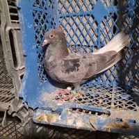 کوهی نر دم سفید