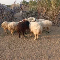 8 عدد بره نر|حیوانات مزرعه|چاه داد خدا, |دیوار