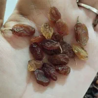 کشمش درجه یک