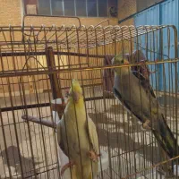 یک جفت عروس هلندی سلام واکسن زده شده