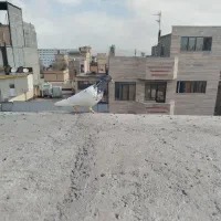 کفتر کلاغ طوقی|پرنده|مشهد, کوشش|دیوار