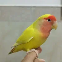 کوتوله برزیلی نر بالغ