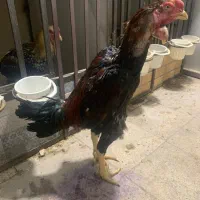 خروس لاری تاج مهر|حیوانات مزرعه|تهران, شکوفه (عبدل آباد)|دیوار