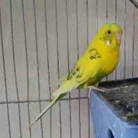 یک جفت مرغ عشق با ۲ جوجه در لونه