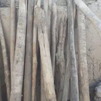 قطع وهرس درختان باغی وویلایی ،اره موتوری،خرید چوب|خدمات باغبانی و درختکاری|مشهد, توس (بلوار توس)|دیوار