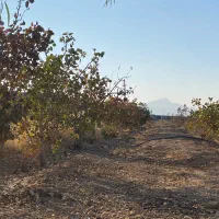 باغ پسته|فروش زمین و ملک کلنگی|شیراز, حومه شیراز|دیوار