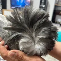 کفتر سوپر شامپیون ماده|پرنده|پرند, فاز ۵|دیوار