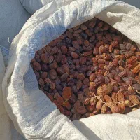 ضایعات خرما برای دام کنگا|لوازم جانبی حیوانات|کاکی, |دیوار