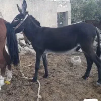 الاغ فروش|حیوانات مزرعه|لوداب, |دیوار