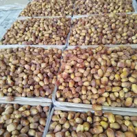 خرمای زاهدی(قصب)|خوردنی و آشامیدنی|قیروکارزین, |دیوار