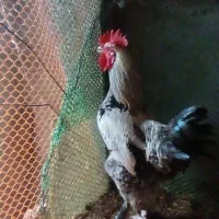 ۳عدد خروس جوان دوتاش سنگین وزن خوب