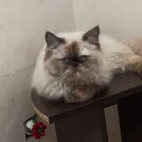 گربه هیمالین ماده