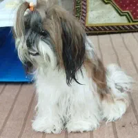 واگذاری سگ پاکوتاه خونگی...