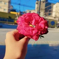 انجیر استهبان درجه یک