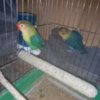 طوطی برزیلی