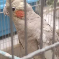 عروس هلندی|پرنده|شهرضا, |دیوار