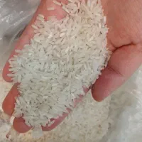 برنج طارم استخوانی