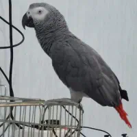 کاسکو سخنگو و دستی و رام|پرنده|جم, |دیوار