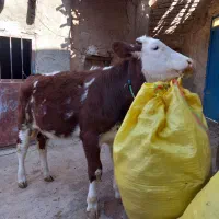 گوساله سیمینتال ماده