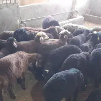 فروش همو و هترو|حیوانات مزرعه|کویرات, |دیوار