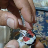 سهره کروات با جوجه