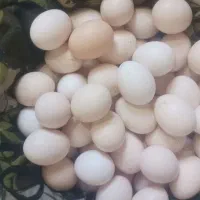 تخم مرغ محلی