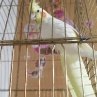 عروس هلندی ماده