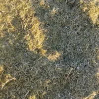 خوراک دام وشتر وغیره|عمده‌فروشی|سبزوار, قصبه غربی|دیوار