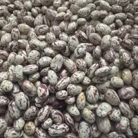 لوبیا چیتی ممتازمحصول امسال (سراب آذربایجان شرقی)