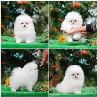 مرکز سگ پامر خرسی.پامرانین عروسکی اصیل|سگ|شیراز, زند|دیوار