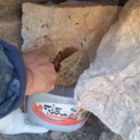عسل طبیعی