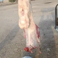 گوشت بره تازه