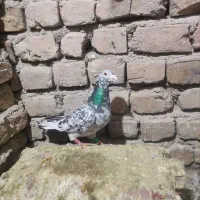 نر سار سرور سبز