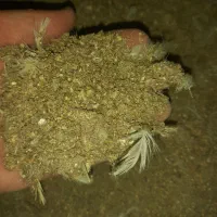 کود مرغی|خدمات باغبانی و درختکاری|گنبد کاووس, |دیوار