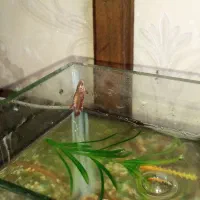 فایتر ماده پلاکت|ماهی|اهواز, بهارستان|دیوار