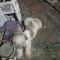 سگ فروشی برفی فوری