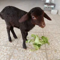 بره شیری یک ماهه