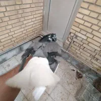 کبوتر رنگی|پرنده|بندر امام خمینی, |دیوار