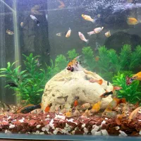 ماهی اکواریومی|ماهی|اهواز, اهواز|دیوار