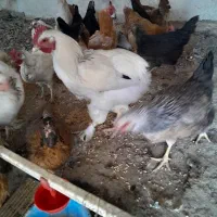 مرغ و خروس برهما و فریح محلی|حیوانات مزرعه|شبستر, |دیوار