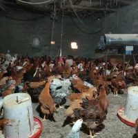 خروس و مرغ محلی|حیوانات مزرعه|لنگرود, |دیوار