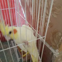 عروس هلندی|پرنده|مشهد, کوشک مهدی|دیوار