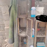 جفت کنن کفتر کبوتر|لوازم جانبی حیوانات|آباده, |دیوار