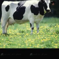 دوغ کشک روغن محلی