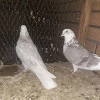 ۳ جفت قناری|پرنده|کاشان, باغ ماجد|دیوار