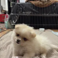 پامرنین خرسی ۷۰ روزه|سگ|کرج, باغستان|دیوار