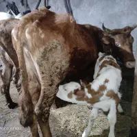 گاو محلی بهمراه گوساله دو رگ