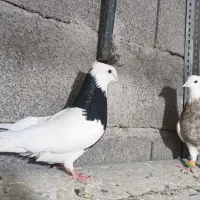 نر اجری خال سرکه ای، ماده سیاه واکسی