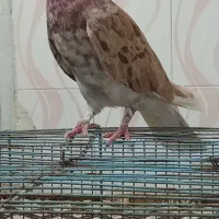 کفتر سرور آتیشی و سفید کاکلی