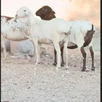 میش سه عدد ابستن دقلوزا|حیوانات مزرعه|بندرعباس, |دیوار